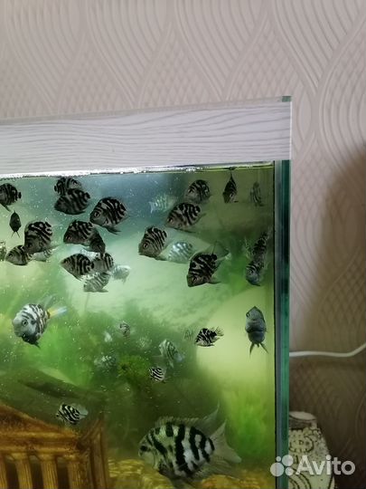 Сапфировый попугай