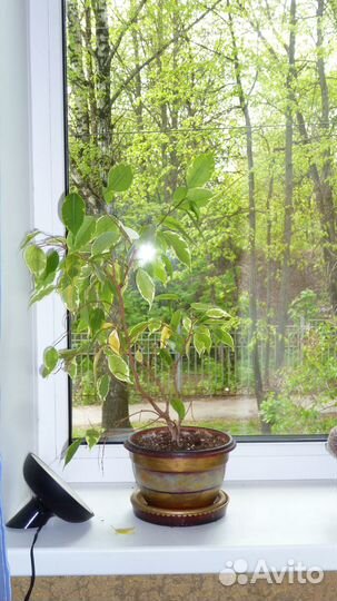 Денежное дерево, сансевьерия, фикус (бенджамин)