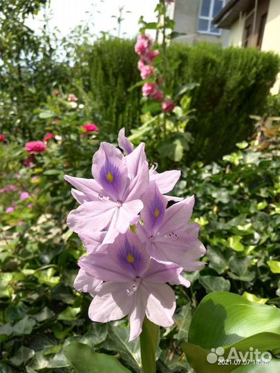 Водный геоцинт