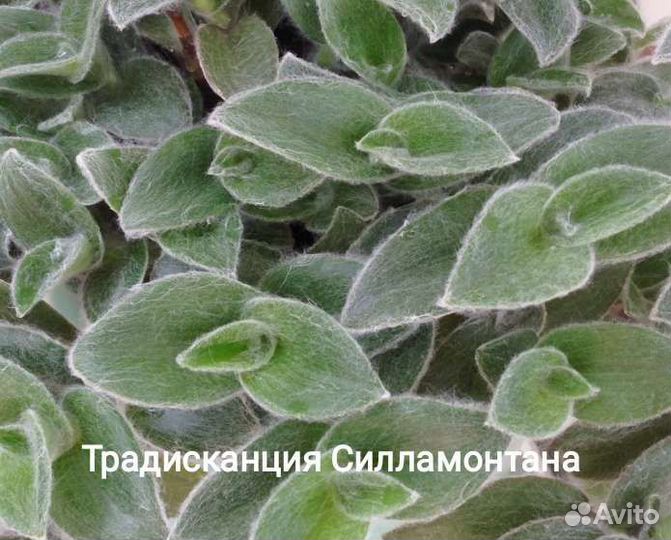 Традесканция (обмен/продажа)