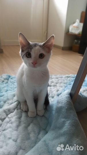 Котенок