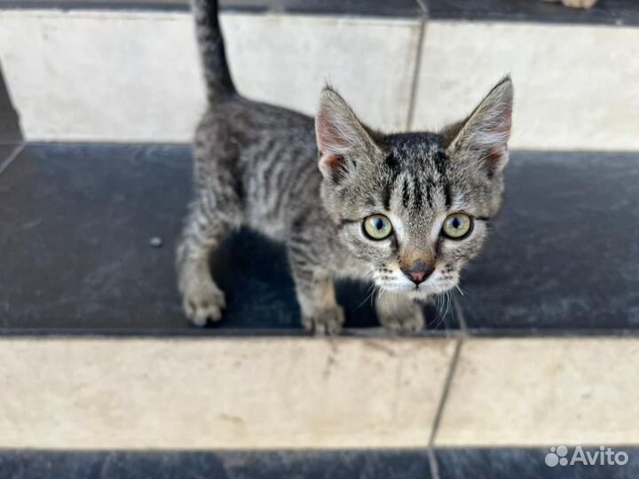 Кошечка и котик 2.5 месяца в добрые руки