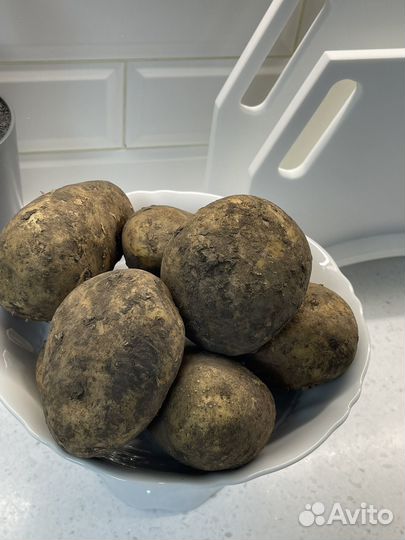 Продам картофель