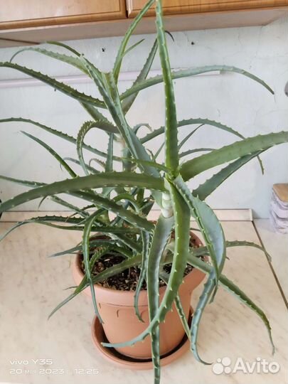 Алоэ столетник от 3 лет