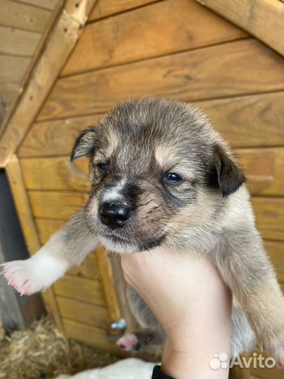 Отдам бесплатно