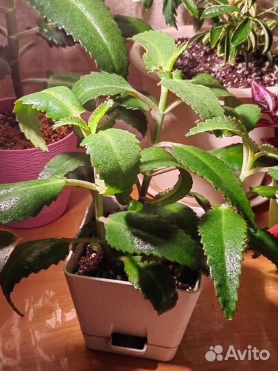 Каланхоэ лечебное