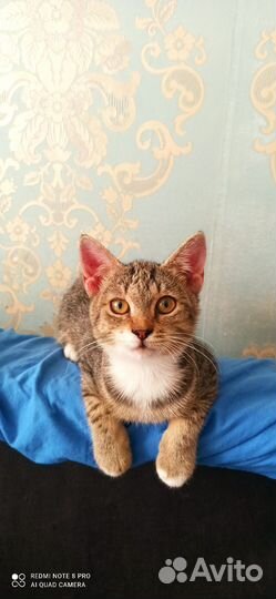 Кошка в дар бесплатно