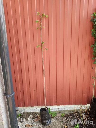 Хурма Россиянка саженцы