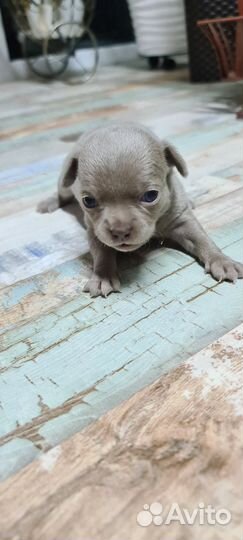 Щенки чихуахуа
