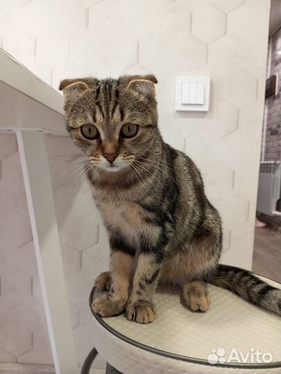 Шотландская вислоухая кошка бесплатно