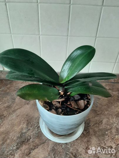 Комнатные цветы - орхидея на обмен