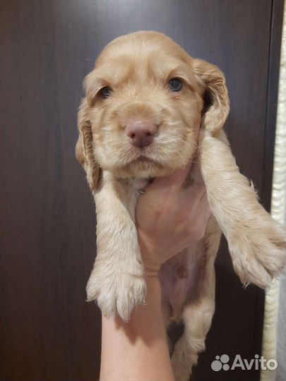 Английский кокер спаниель Мальчик щенок