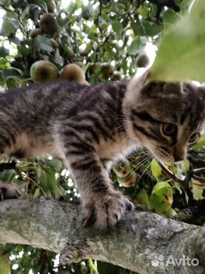 Котята в добрые руки бесплатно