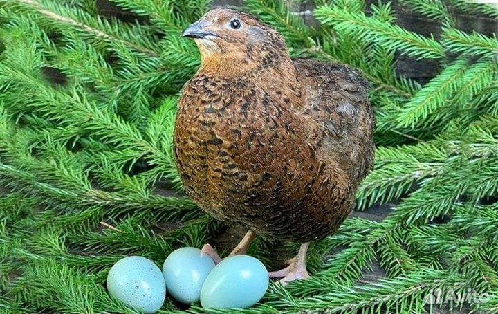 Перепела и яйцо инкубационное