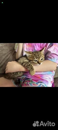 Бенгальские котята