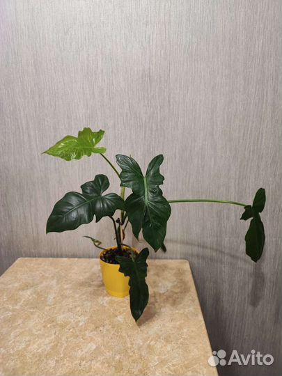 Филодендрон камуфляж, Филодендрон веррукозум