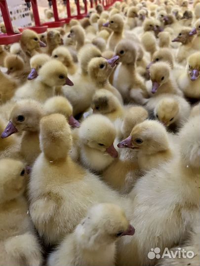 Гуси, утки,суточные, подрощенные