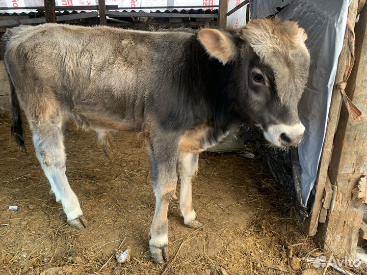 Бычки и телки