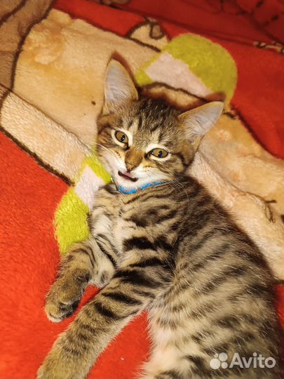 Котенок в дар
