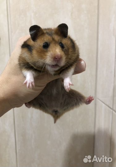 Сирийский хомяк