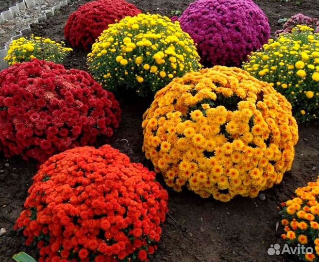 Хризантемы мультифлора