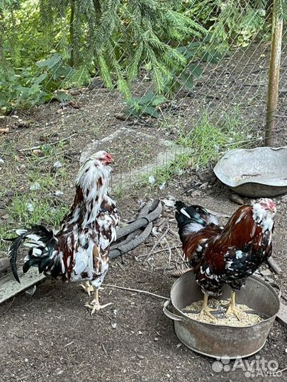 Цыплята -Орловская-ситцевая-Инкубационное яйцо