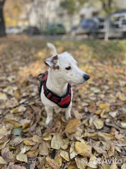 Джек рассел терьер