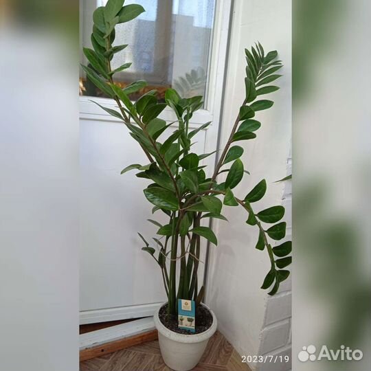 Замиокулькас