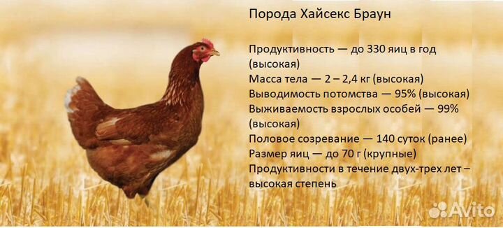 Коричневые несушки хайсек braun