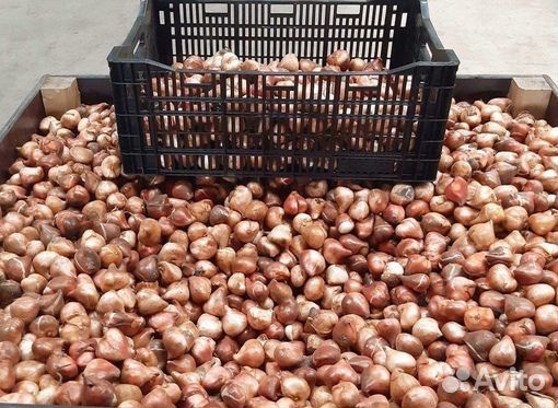 Луковицы тюльпанов оптом 12+