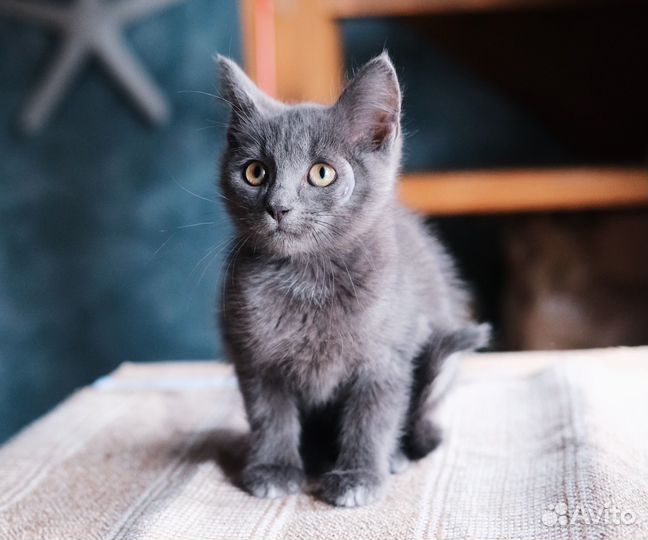 Серый ручной котёнок русской голубой