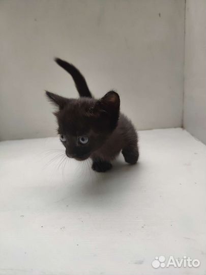 Кошечка Манчкин стандарт