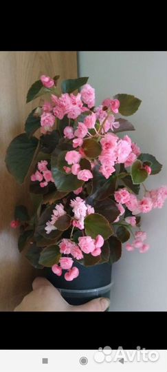 Бегонии вечноцветущие махровые