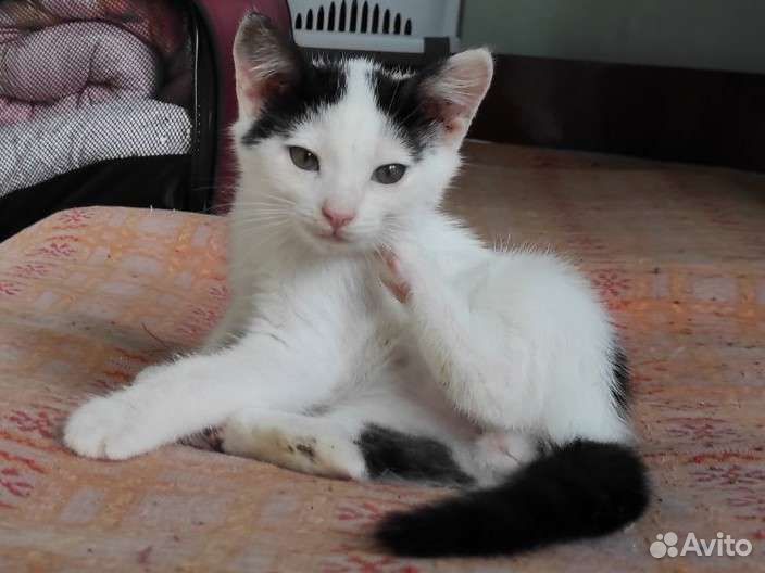 Котенок маленький черно-белый в дар добрые руки