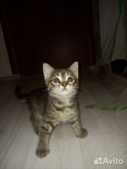 Котята в добрые руки бесплатно