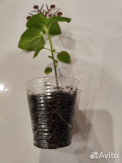 Агератум рассада