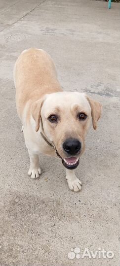 Лабрадор вязка
