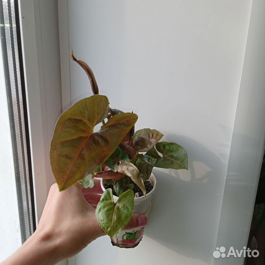 Сингониум арон браун