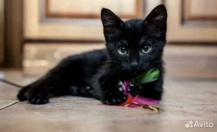 Кошечка в добрые руки