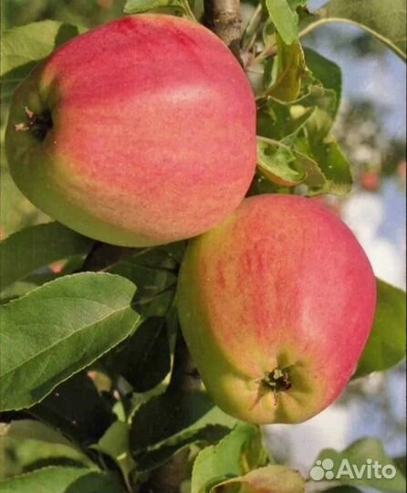 Саженцы яблони и груши