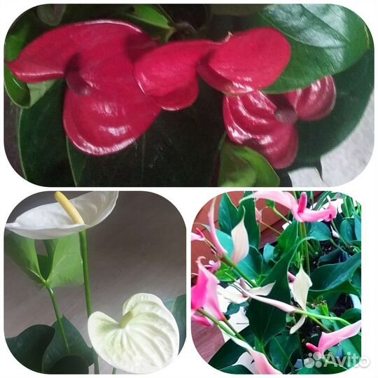 Антуриумы микс