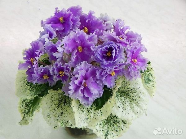 Грезы султана