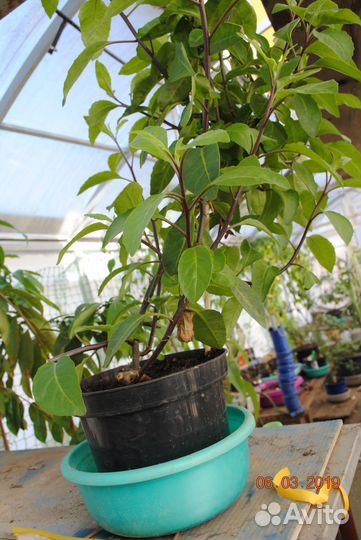 Липпия саженцы. Стевия, гинура, азимина витекс