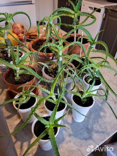 Алоэ лечебное