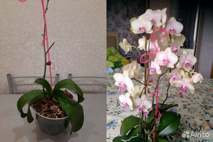 Орхидея дендробиум