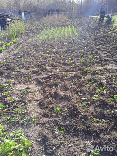 Растения для сада