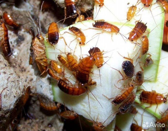 Кормовые тараканы (кормовые насекомые)
