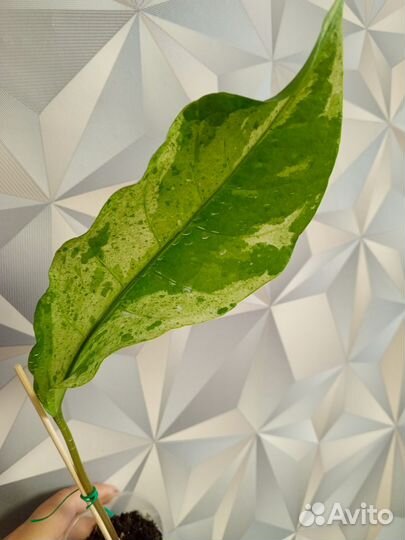 Антуриумы вариегатные