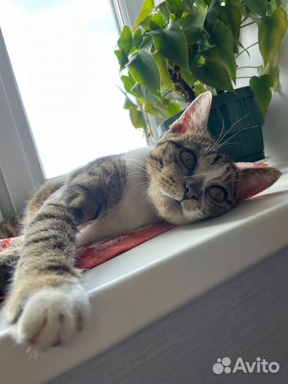 Котик в добрые руки