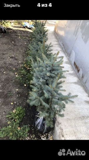Ель голубая 80-100 см